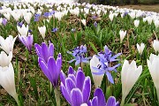 62 Distese di crocus bianchi e viola